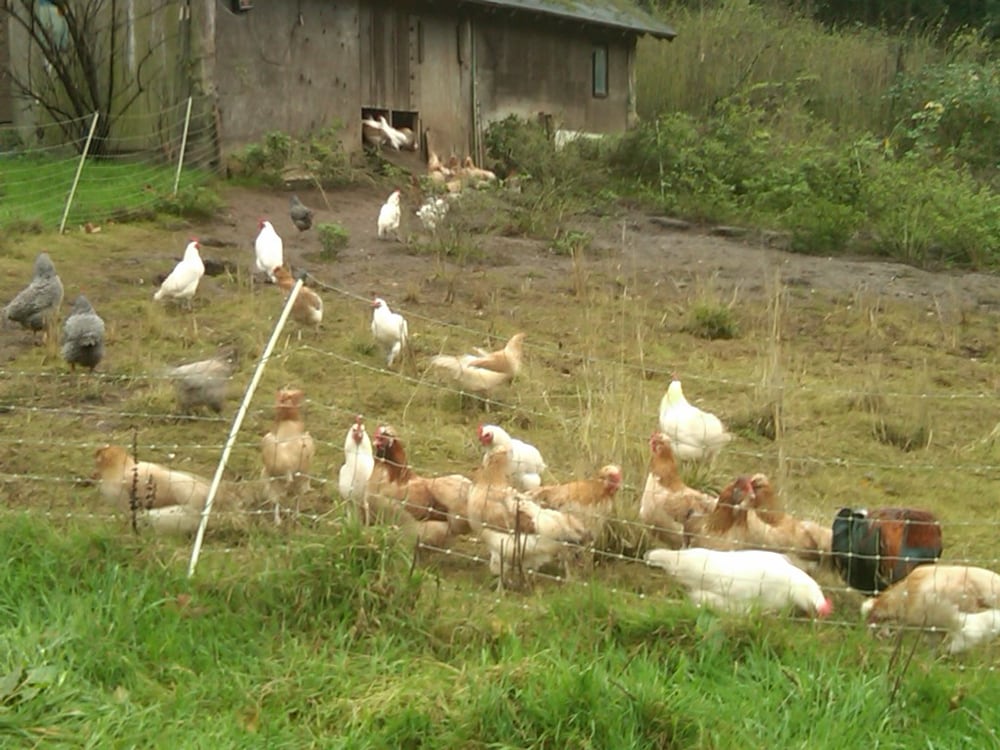 Nettles Farm | 4300 Matia View Dr, Lummi Island, WA 98262, USA | Phone: (360) 758-7616