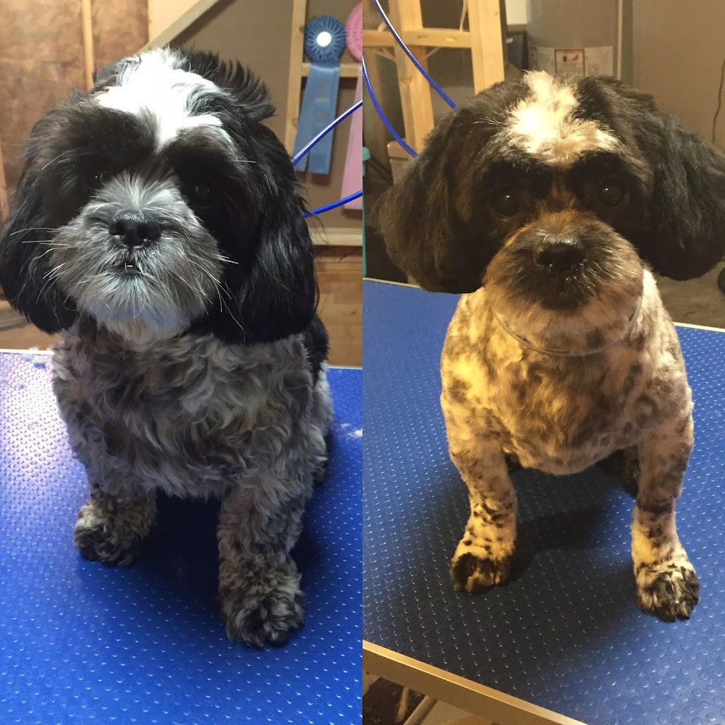 Auntie Ms Grooming House | 2208 Brightoncrest Green SE, Calgary, AB T2Z 0K2, Canada | Phone: (403) 671-1289