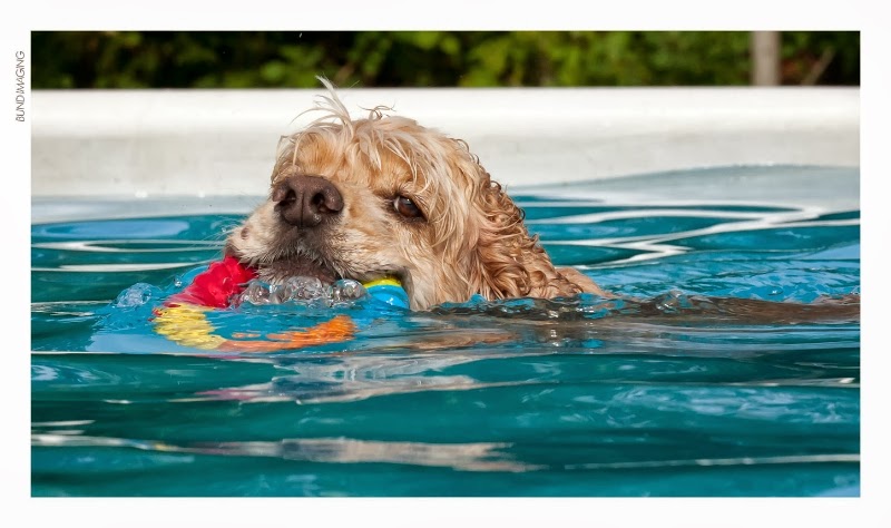 K9 Central Pet Resort, Training and Spa | 2836 Holt Rd, Bowmanville, ON L1C 3K4, Canada | Phone: (905) 623-3940