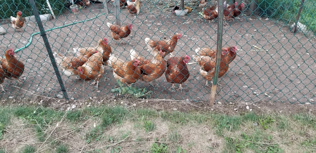 Jims FarmMarket | 8398 Eramosa–Milton Townline, Rockwood, ON N0B 2K0, Canada | Phone: (416) 721-4364