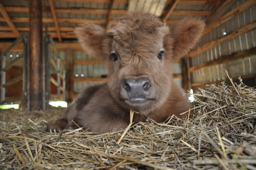Ferme Genty senc | 1495 Chem. des Bouvreuils, Bécancour, QC G9H 4C9, Canada | Phone: (819) 698-1107