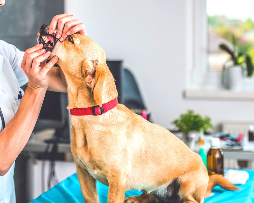 JonnaT Pet Grooming Style | 24 Wenlock Crescent, London, ON N6G 3B6, Canada | Phone: (226) 700-5360