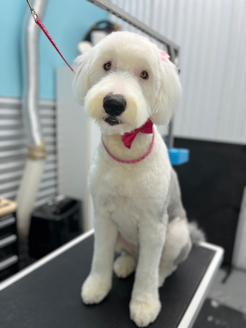 Cutie Patootie Grooming | 143 Borden Ave unit 10, Belmont, ON N0L 1B0, Canada | Phone: (226) 883-0955