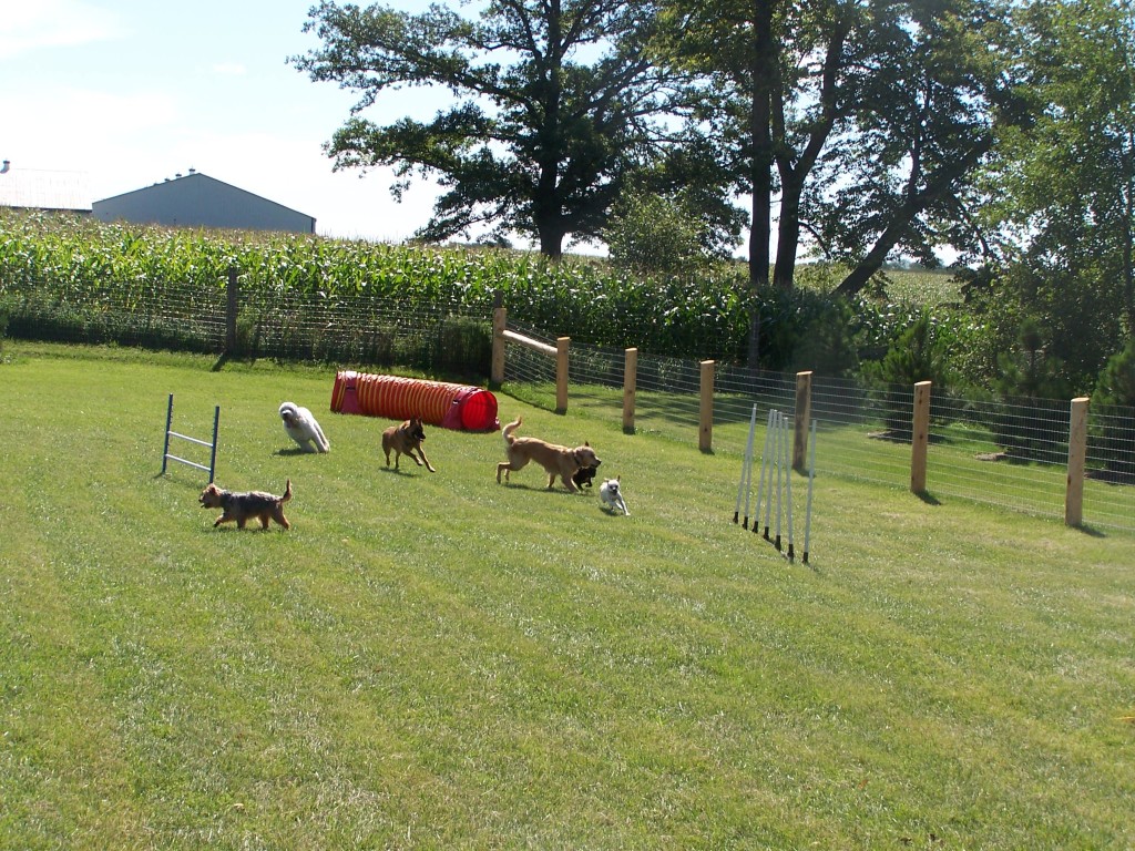 Pawsitive Canine Connection | RR#2, 6444 Line 86, West Montrose, ON N0B 2V0, Canada | Phone: (519) 500-3594