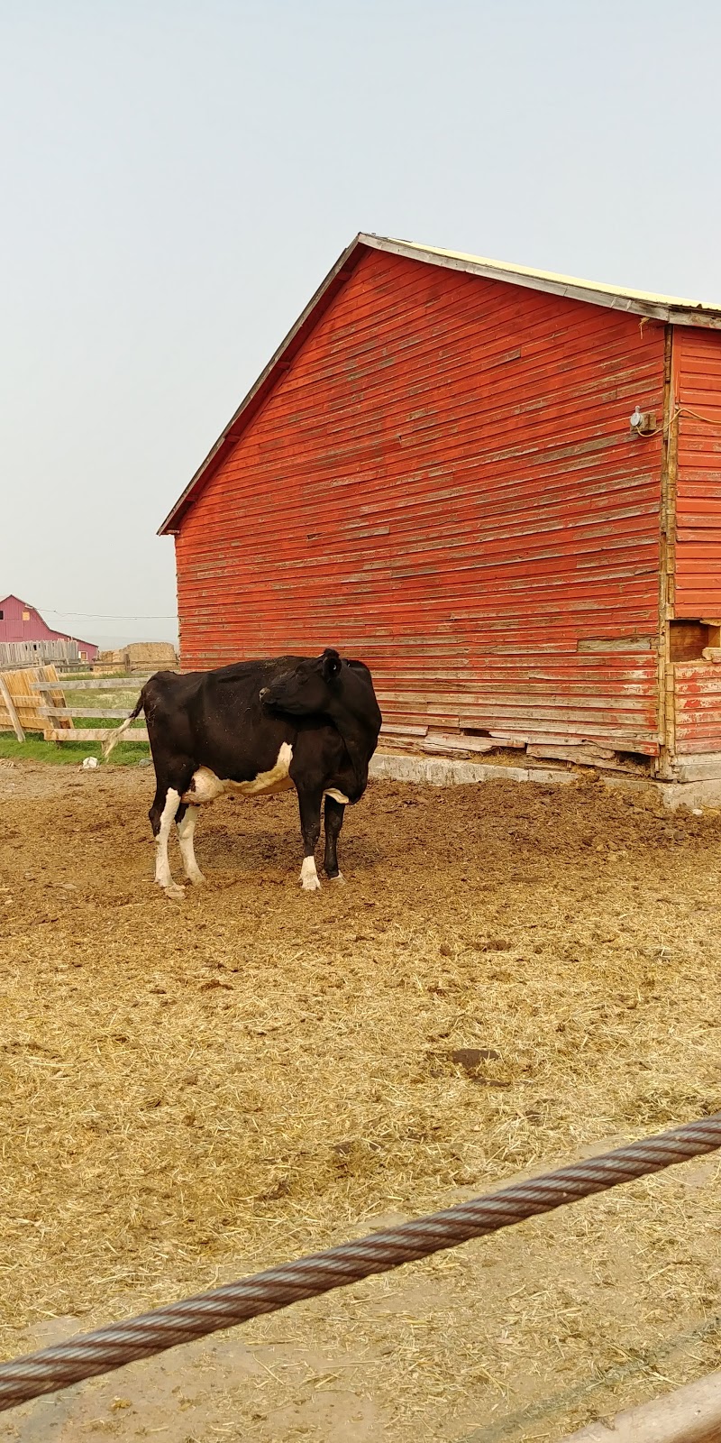 Granum Colony Farming Co | box 360，, Township Rd 110, Granum, AB T0L 1A0, Canada | Phone: (403) 682-9217