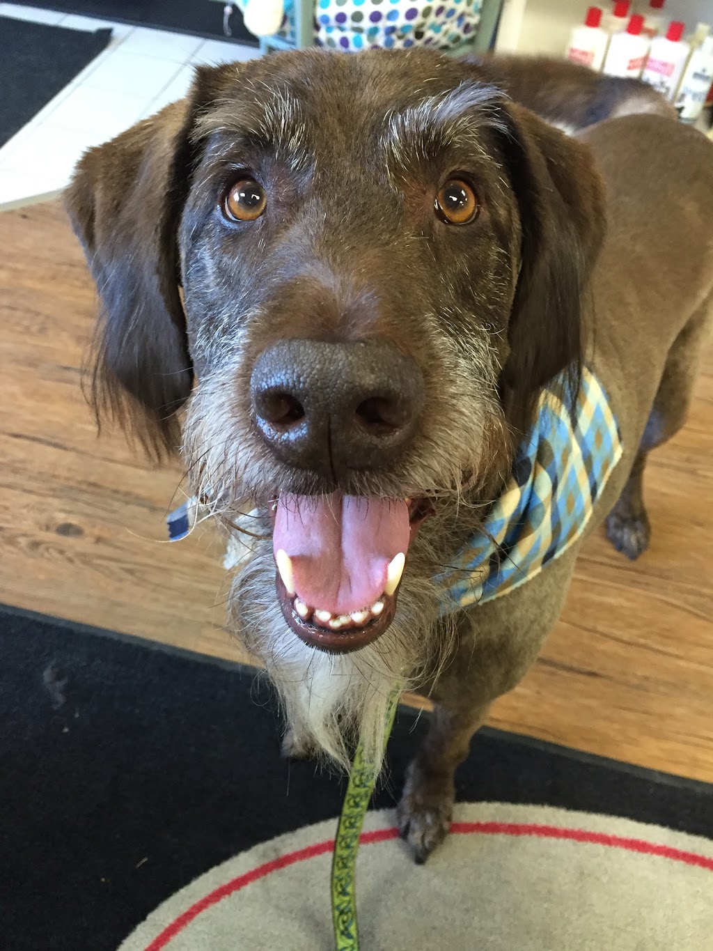 Bloomingtails Pet Boutique & Grooming Salon | 431 Boler Rd #10, London, ON N6K 2K8, Canada | Phone: (519) 601-5272