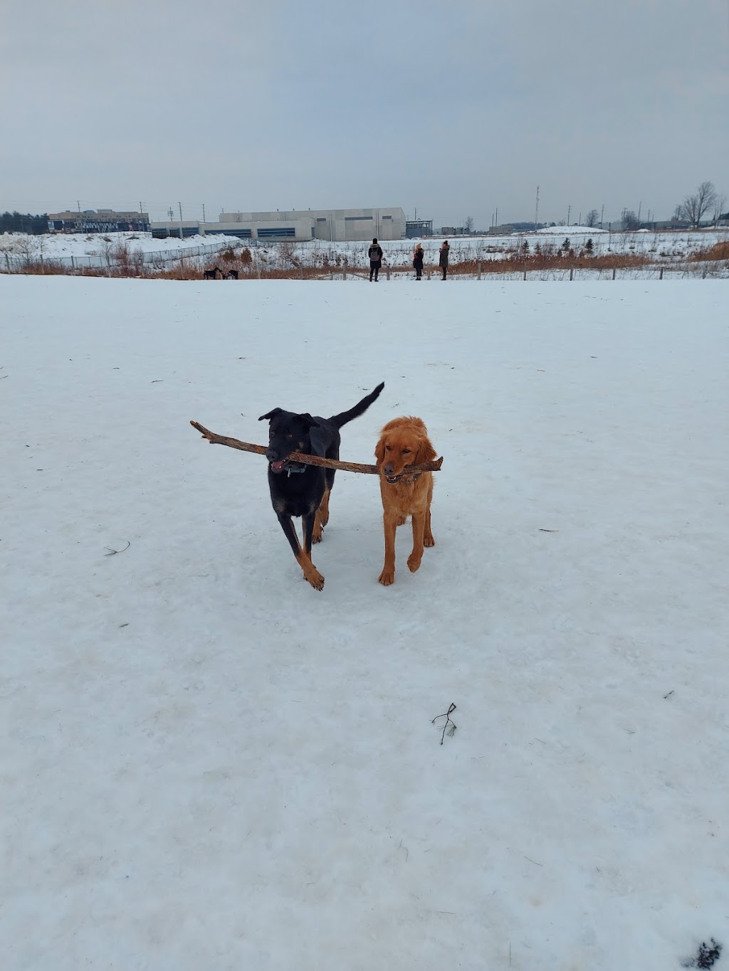 Barrie Dog Off Leash Recreation Area | 150 Mapleview Dr E #152, Barrie, ON L4N 0S5, Canada | Phone: (705) 726-4242