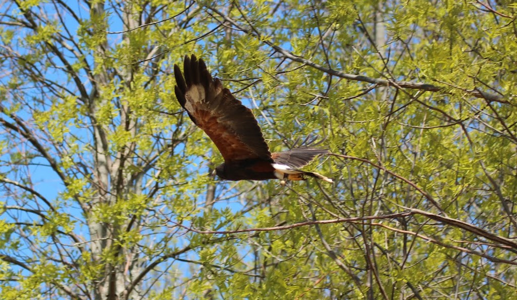 Island Falconry Services | 24 Macrae Dr, Cornwall, PE C0A 1H5, Canada | Phone: (902) 393-4859