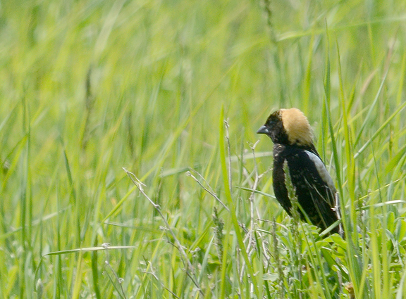 Cawthra Mulock Nature Reserve | Bathurst St, King, ON L3Y 4V9, Canada | Phone: (800) 440-2366