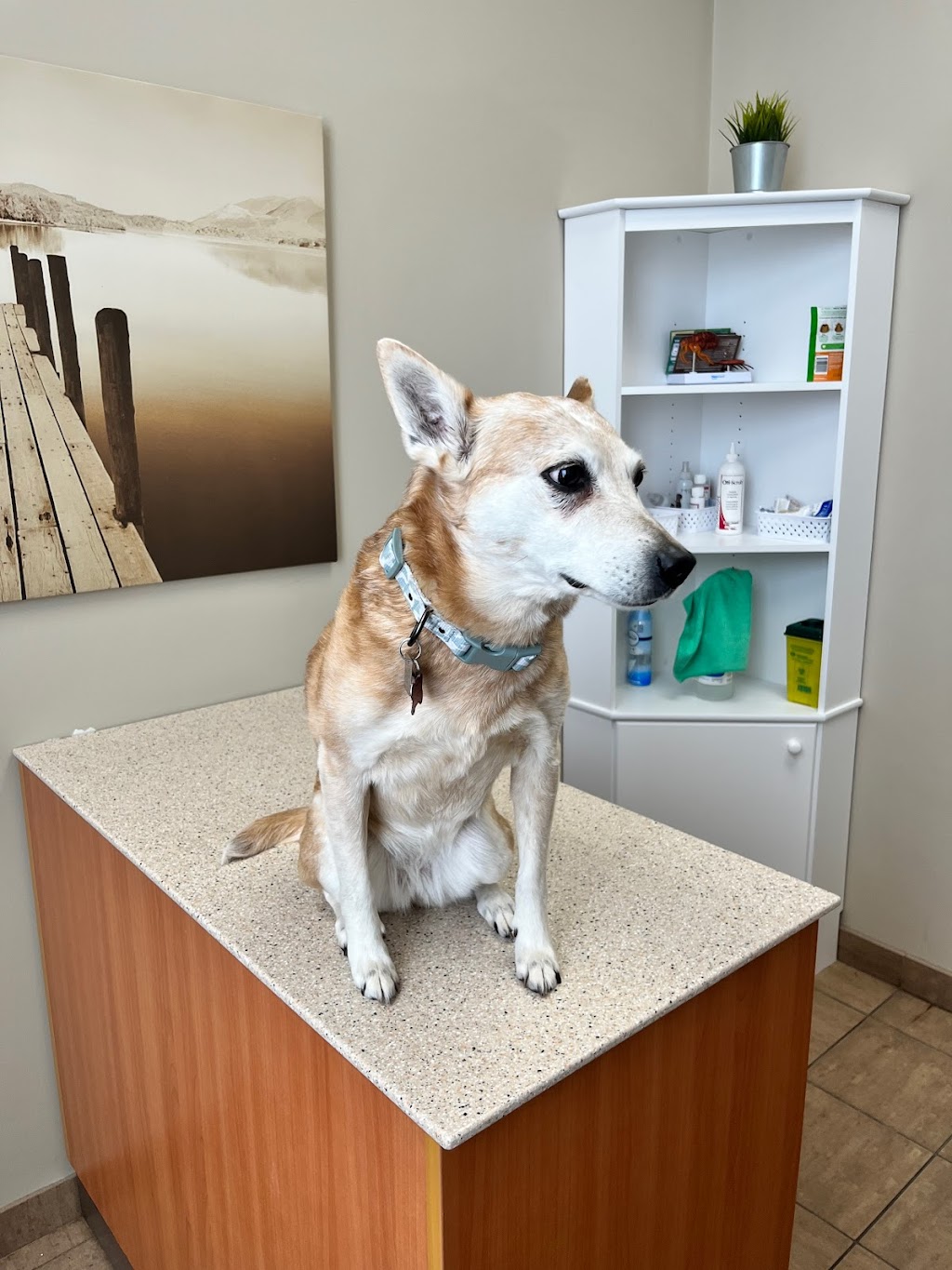 Sunningdale Neighbourhood Pet Clinic | 2155 Richmond St unit 1, London, ON N5X 4B8, Canada | Phone: (519) 649-0080