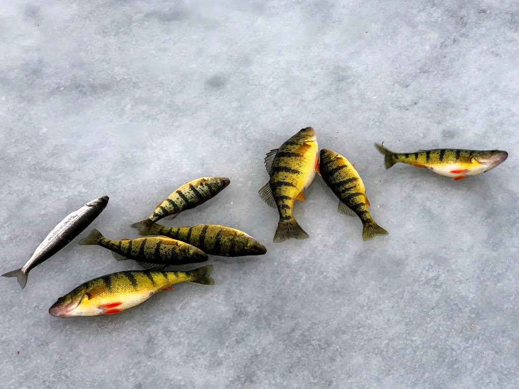 KS Lake Simcoe Ice Hut Rentals | 2520 Talbot Ln, Brechin, ON L0K 1B0, Canada | Phone: (905) 716-5732