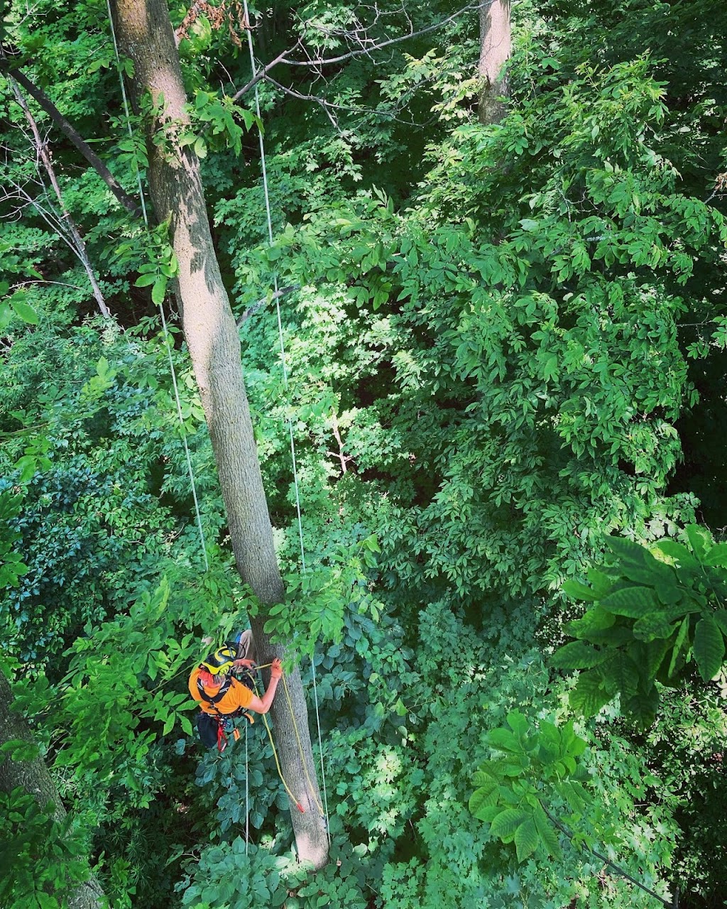 Sideline Tree Service | 3822 Kingston 2, Gananoque, ON K7G 2V5, Canada | Phone: (613) 540-3121