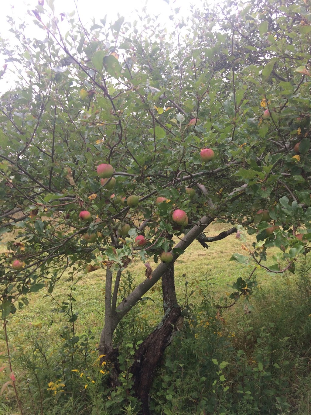 Happy LOHAS Farm | 57 Doirons LN, Milton Station, PE C0A 1N0, Canada | Phone: (778) 389-8637