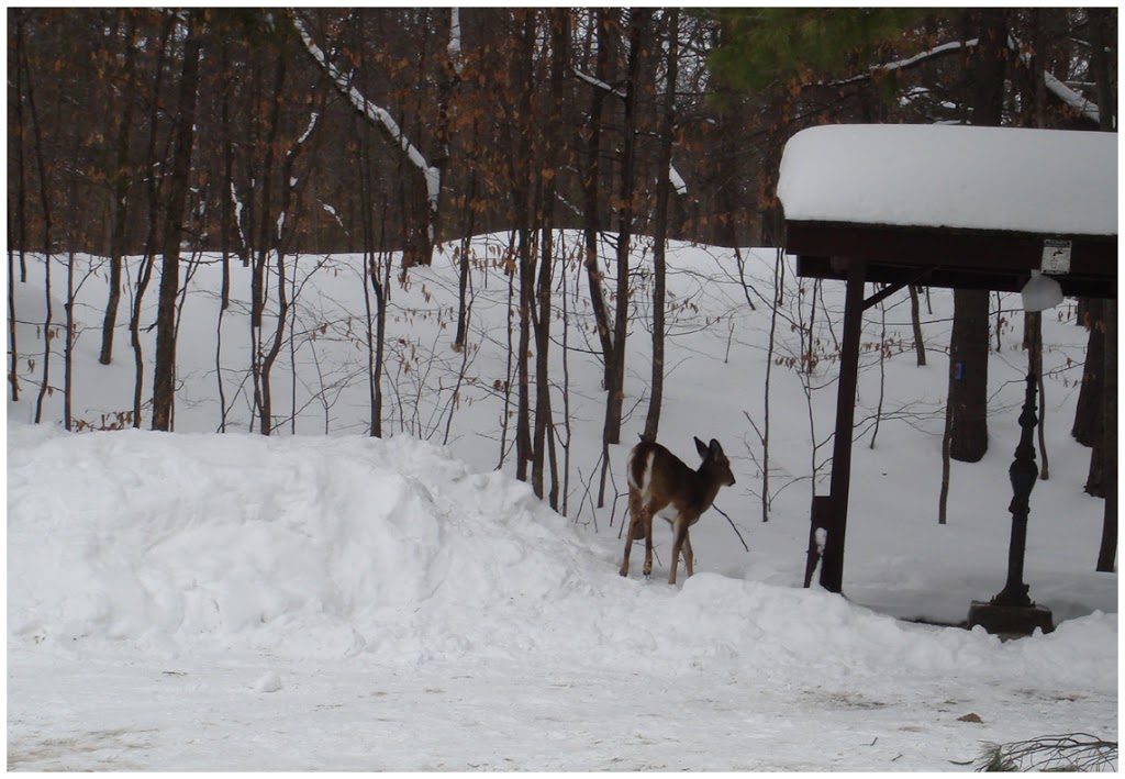Murphys Point Provincial Park | 2243 Elm Grove Rd, Perth, ON K7H 3C7, Canada | Phone: (613) 267-5060