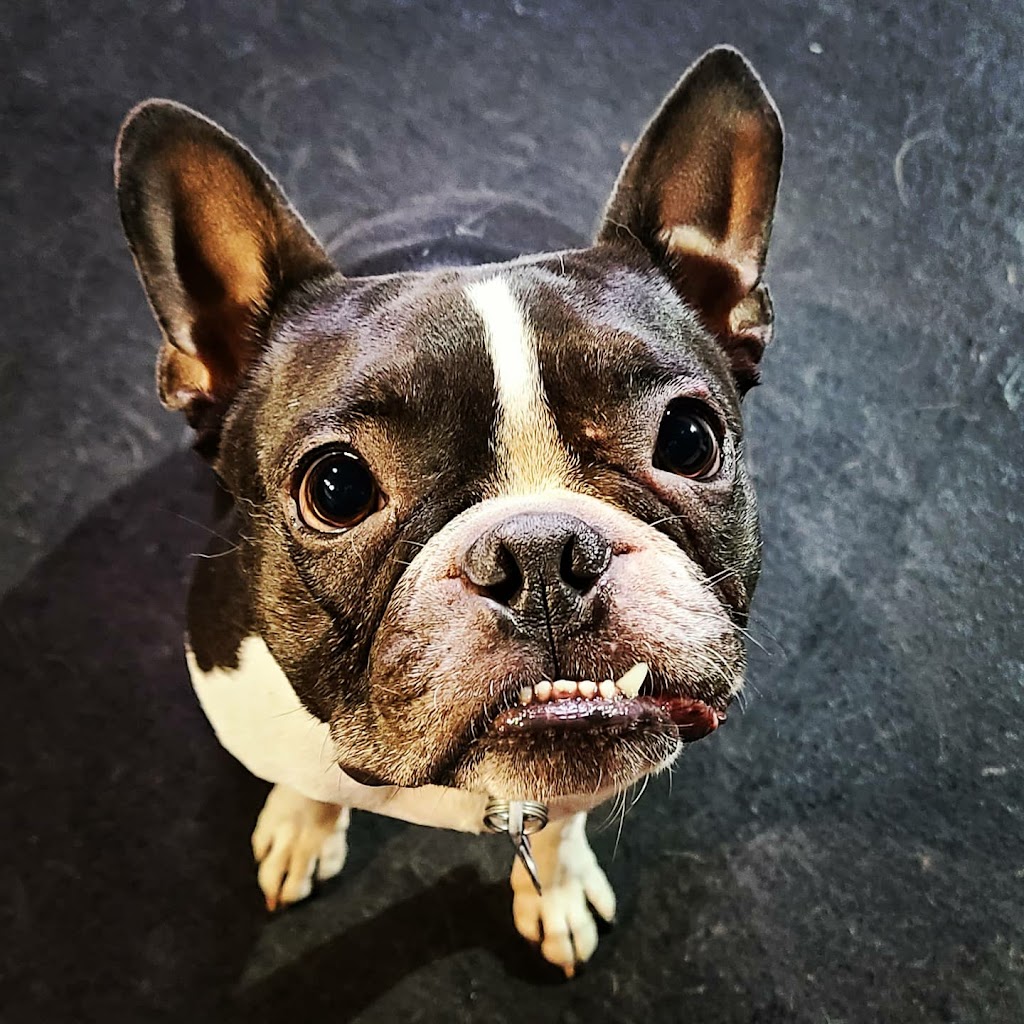 Pawsitive Pups Daycare and Training | 5-805 11 Ave SE, High River, AB T1V 1P2, Canada | Phone: (403) 336-0988
