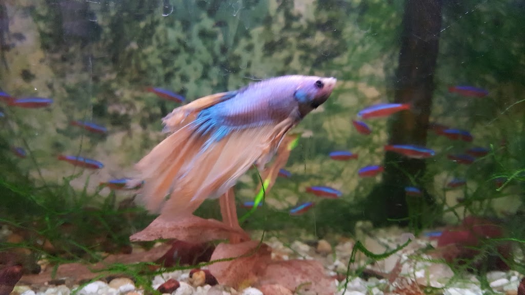 Bird Shop & Aquariums | 1034 Main St, Winnipeg, MB R2W 3R1, Canada | Phone: (204) 582-1370