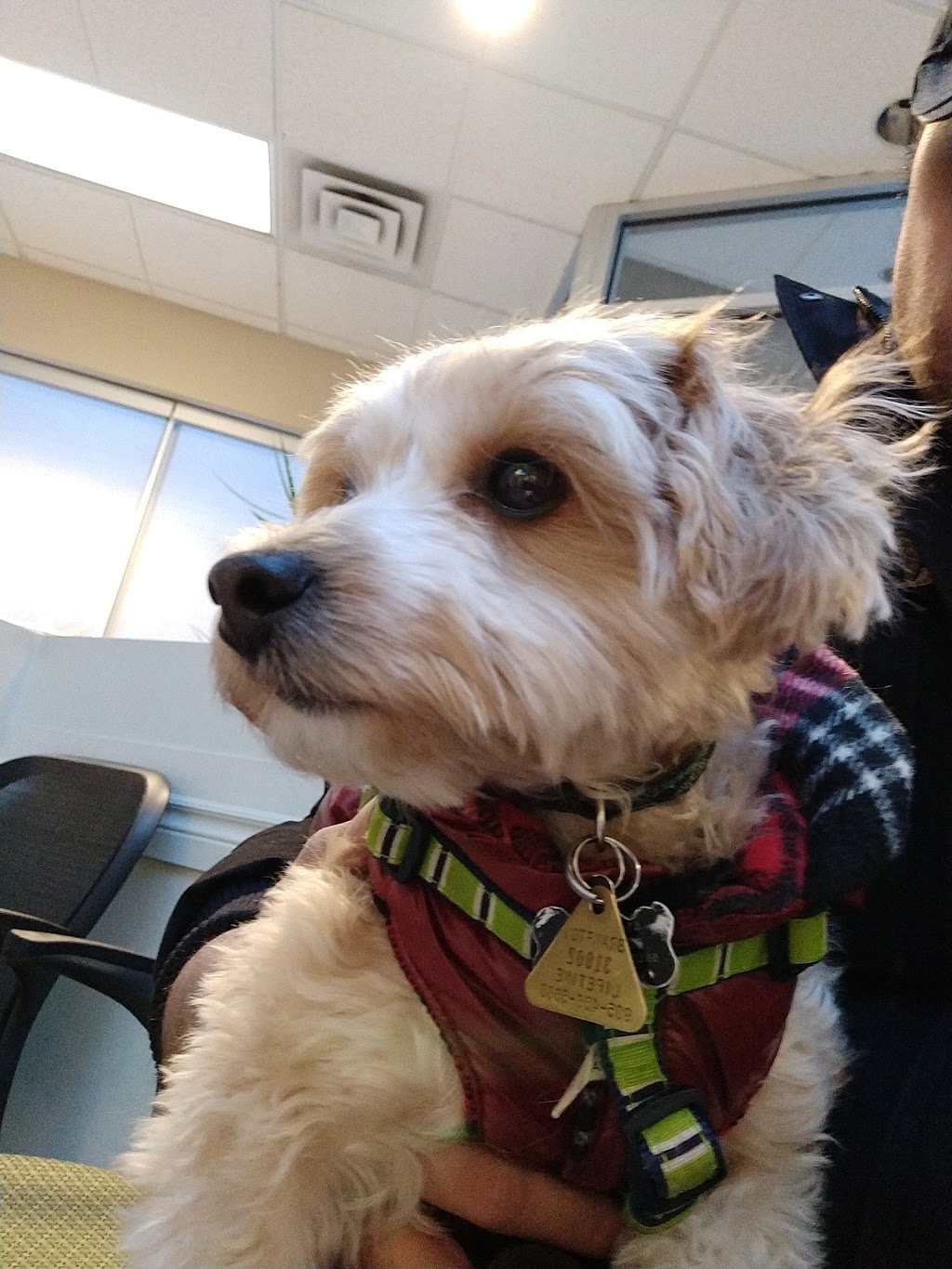 Mississauga Oakville Veterinary Emergency Hospital | 2285 Bristol Cir, Oakville, ON L6H 6P8, Canada | Phone: (905) 829-9444
