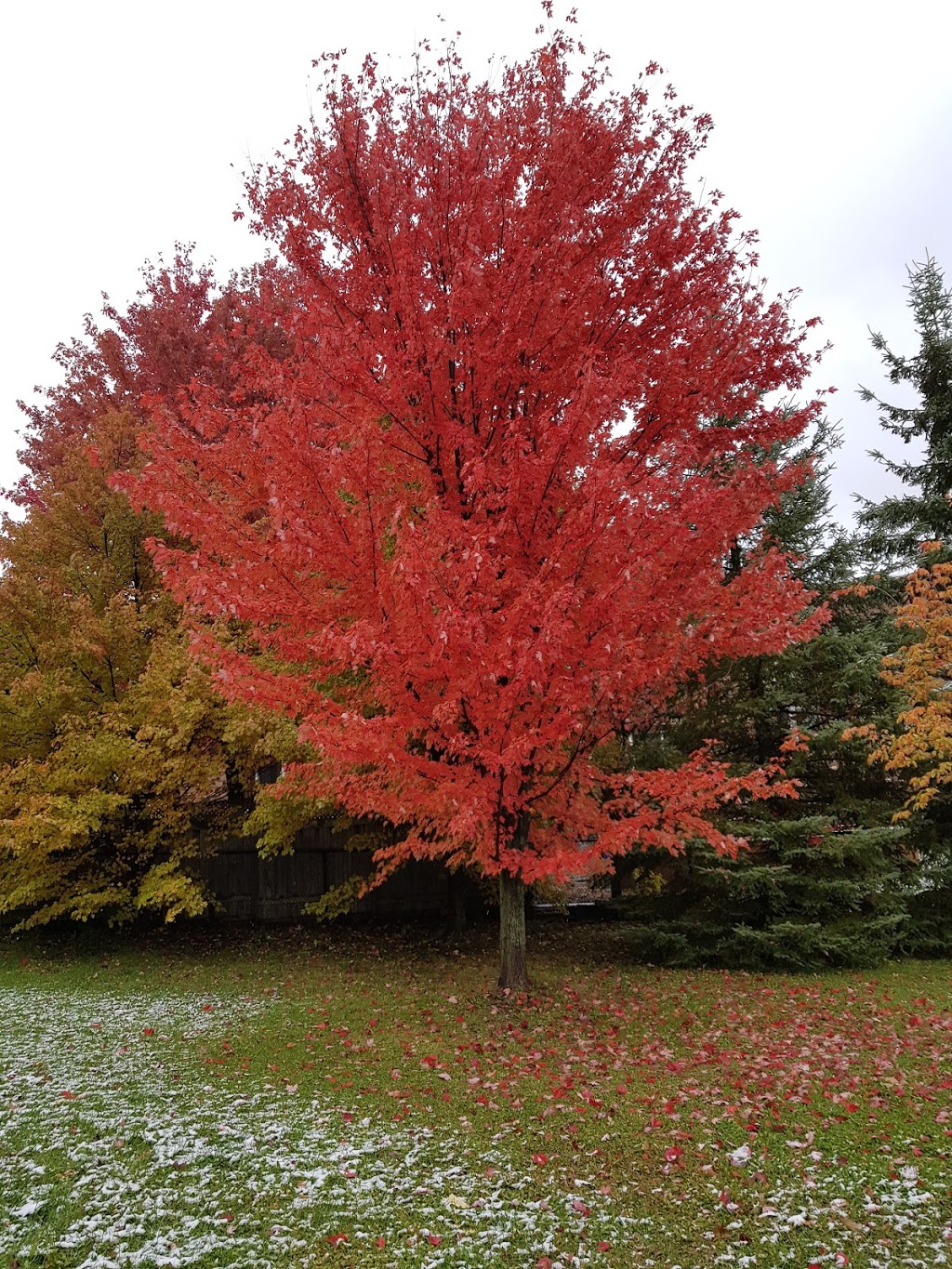 Mary Dawson Park - Richmond Hill, ON L4C, Canada