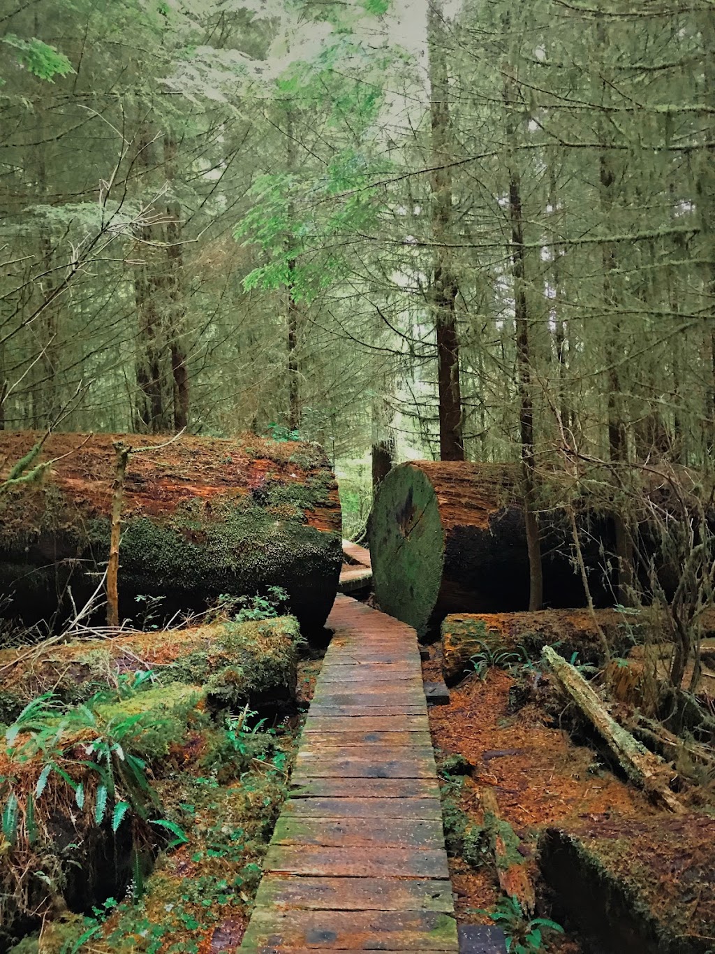 Carmanah Walbran Provincial Park | British Columbia V0S 1K0, Canada | Phone: (877) 559-2115