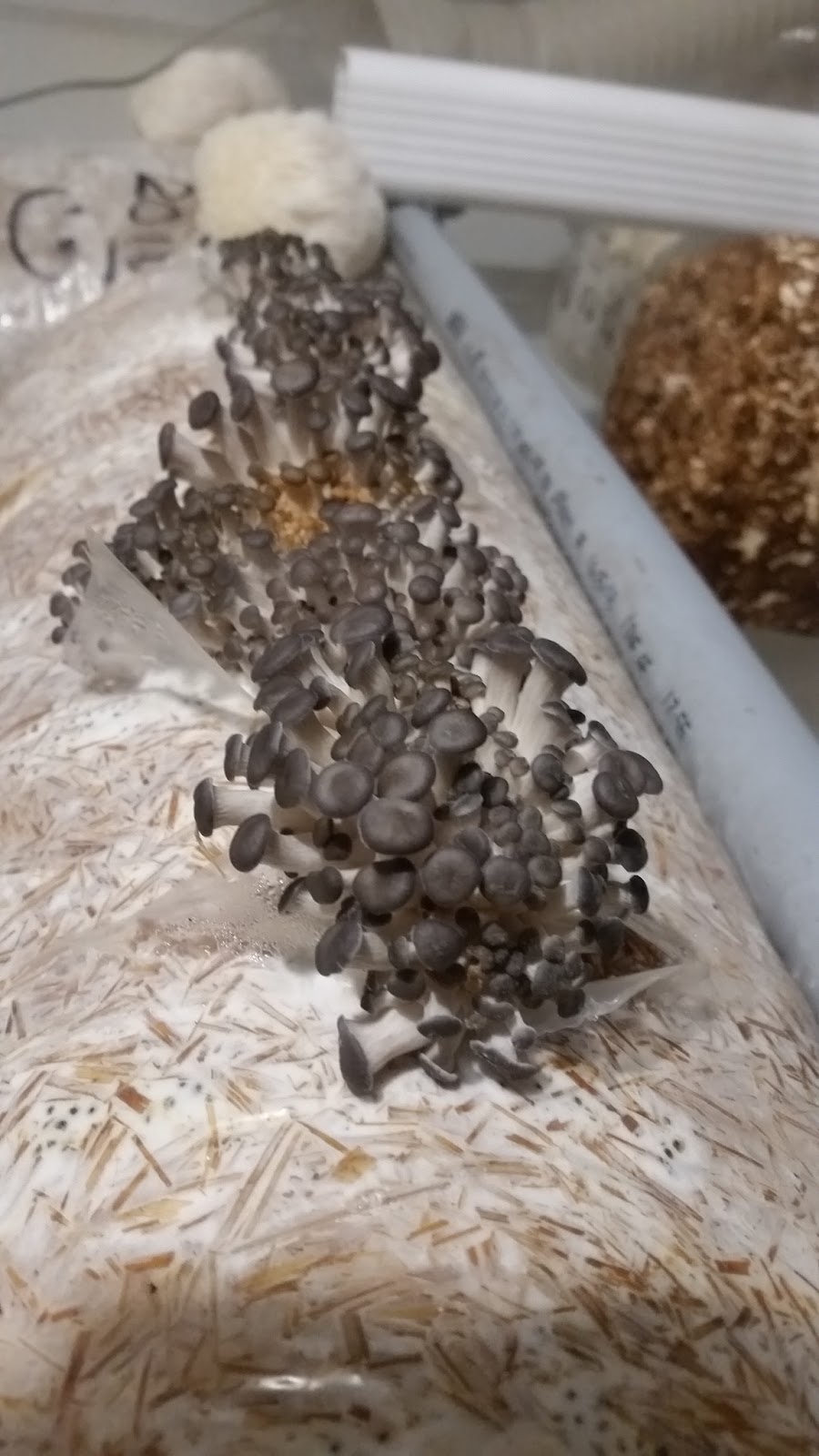 MUSHROOM PLACE NIAGARA | 13210 Crowland Ave, Niagara Falls, ON L3B 5N4, Canada | Phone: (905) 719-6885