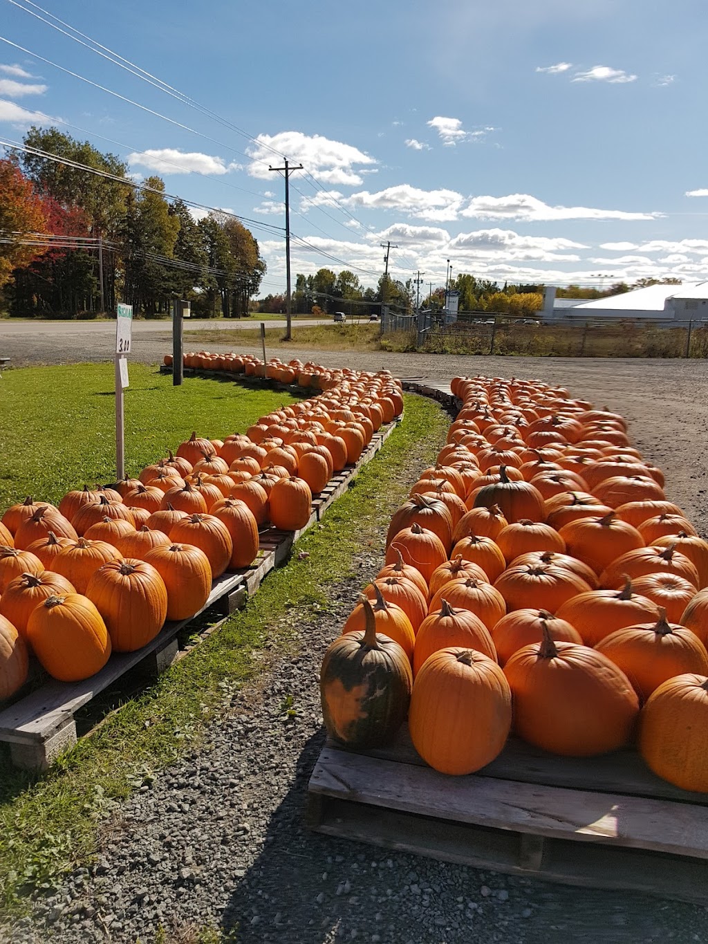 Nabuurs Gardens | 4986A Hwy a a MacDonald, Montague, PE C0A 1R0, Canada | Phone: (902) 838-4510