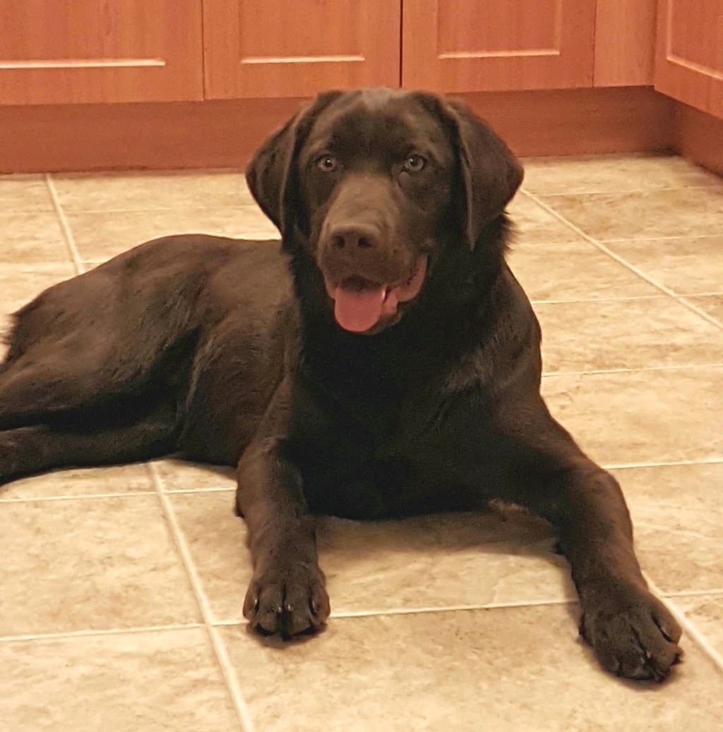 All Around Hound Dog Services | 1063 78 Ave NW, Edmonton, AB T6P 1L8, Canada | Phone: (780) 893-3647