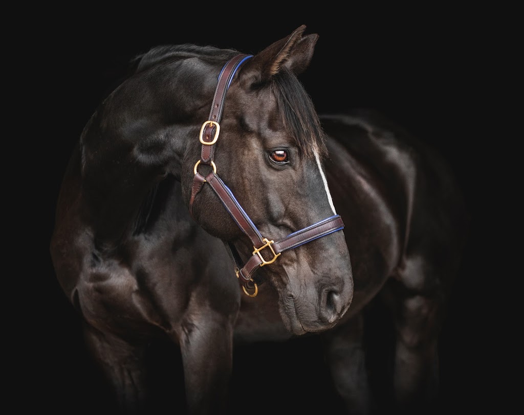 The Yeg Equestrian | 13007 208 St NW, Edmonton, AB T5V 1T8, Canada | Phone: (780) 863-5599