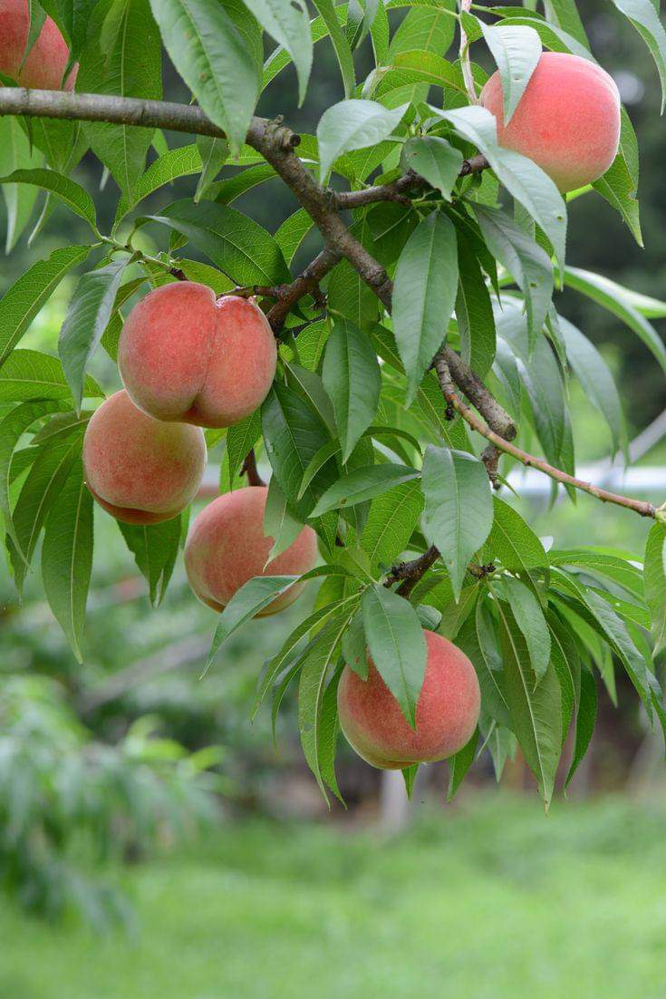 Marché Ami | 379 Rue Principale, Saint-Narcisse-de-Beaurivage, QC G0S 1W0, Canada | Phone: (418) 475-6645