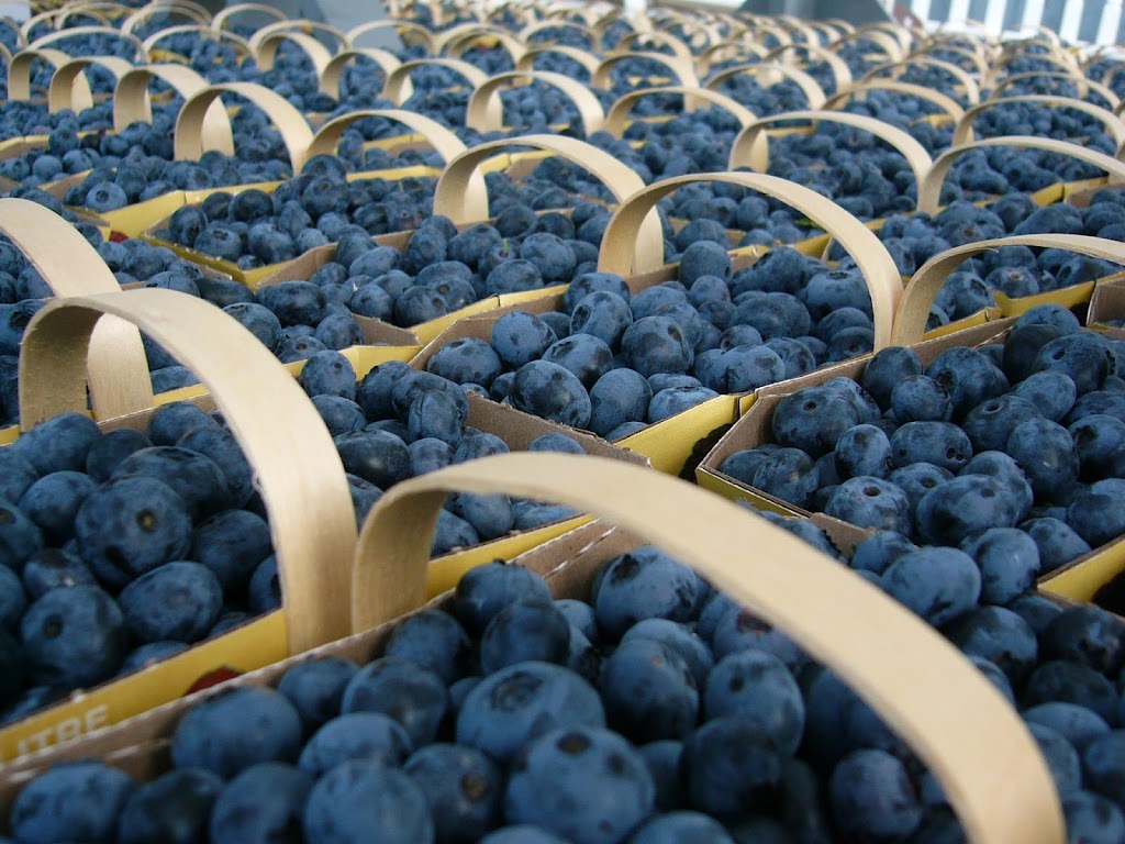 Les Bleuets du Vire Crêpes | 975 Chem. Vire-Crêpes, Saint-Nicolas, QC G7A 2A1, Canada | Phone: (418) 836-2955