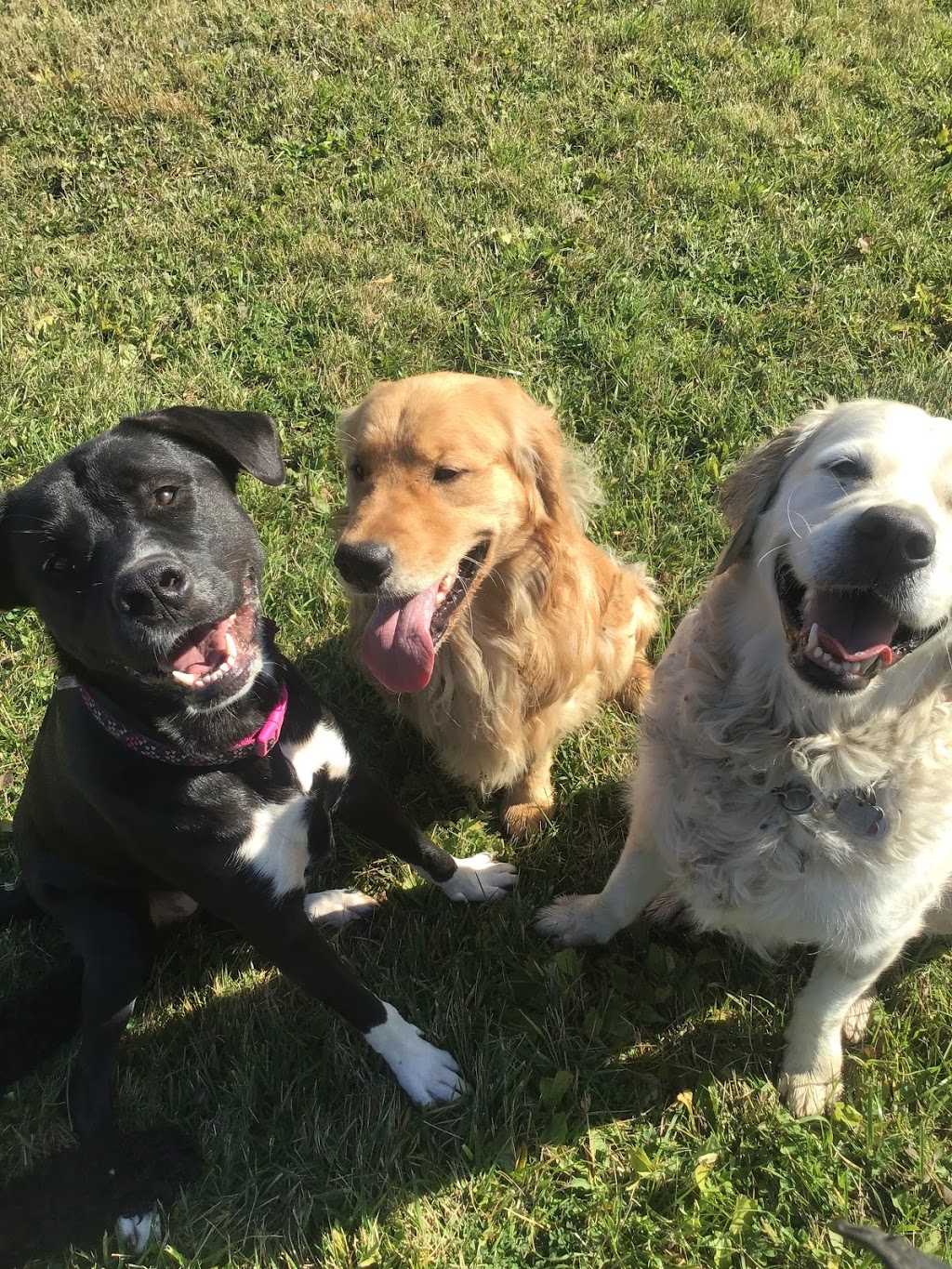 Tail Waggin Dog Ranch | 20676 Muncey Rd, Muncey, ON N0L 1Y0, Canada | Phone: (519) 264-0951