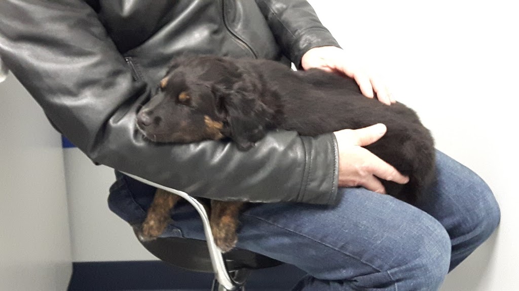 Castleridge Veterinary Clinic | 55 Castleridge Blvd NE #126, Calgary, AB T3J 3J8, Canada | Phone: (403) 280-1585
