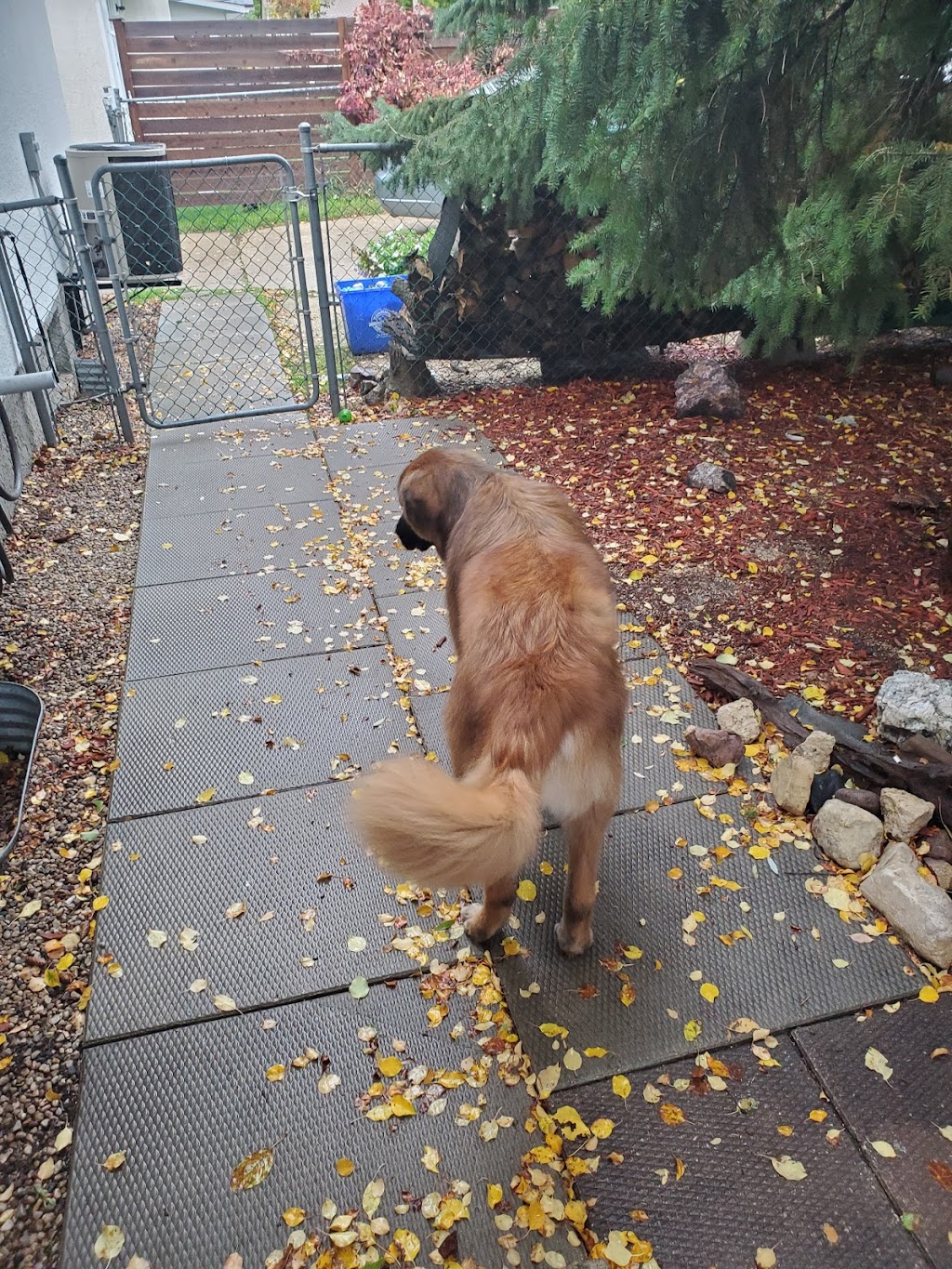 Happy Tails Pet Resort & Spa | 596 St Annes Rd, Winnipeg, MB R2M 3G7, Canada | Phone: (204) 416-7387