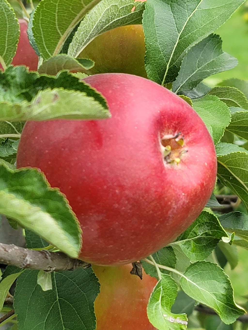 Simpson Orchards | 237 Mersea Road 5, Leamington, ON N8H 3V5, Canada | Phone: (519) 326-9459