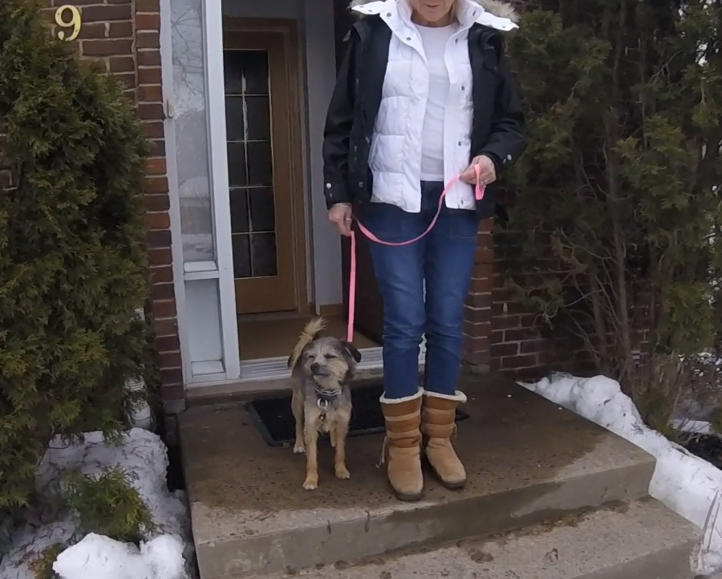 Leadership Based Dog Training | 104 Av. Angell, Beaconsfield, QC H9W 4V7, Canada | Phone: (514) 965-5869
