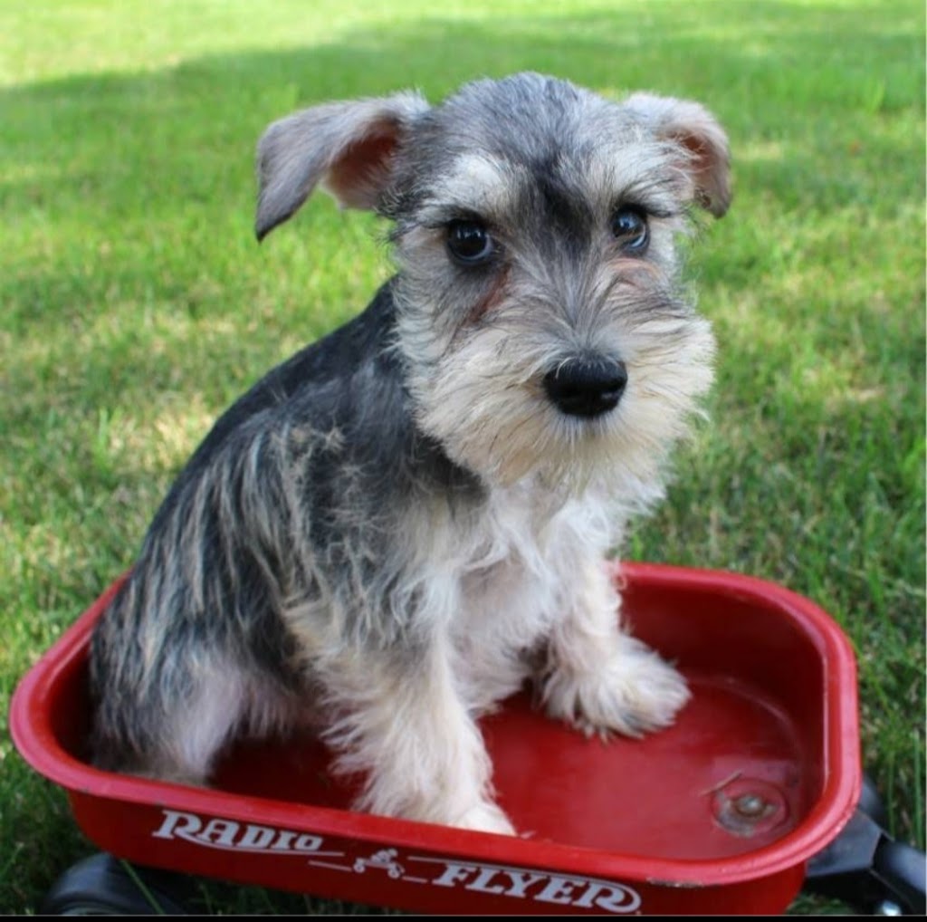 Fernweh Miniature Schnauzers | 3054 Trafalgar St #62, Abbotsford, BC V2S 7X6, Canada | Phone: 898-0708