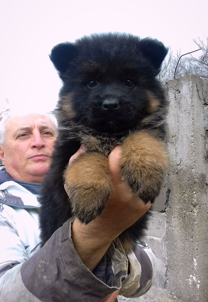 Shiphra German Shepherds | 1383 County Rd 1 W, Greater Napanee, ON K7R 3L1, Canada | Phone: (866) 936-7701