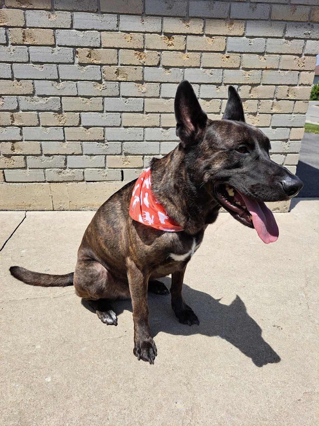 Bark & Fitz - Brantford | 230 Shellard Ln, Brantford, ON N3T 0B9, Canada | Phone: (365) 250-1005