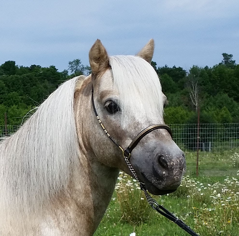 Lake Ridge Farm Miniature Horses | 21751 Simcoe St, Seagrave, ON L0C 1G0, Canada | Phone: (905) 985-4600