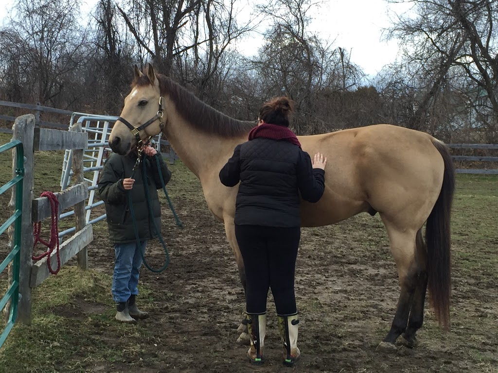 EquiSource | 5900 Route Arthur Sauvé, Mirabel, QC J7N 2W4, Canada | Phone: (514) 248-3833