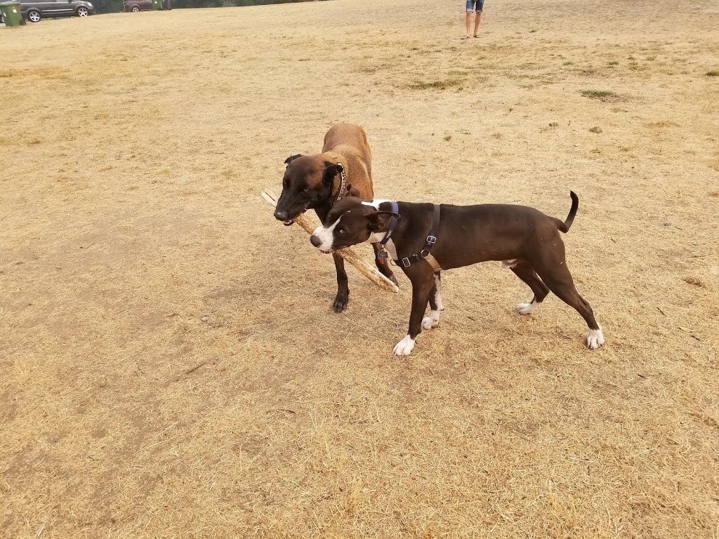 Queen Elizabeth Dog Park | 227-281 W 37th Ave, Vancouver, BC V5Y, Canada