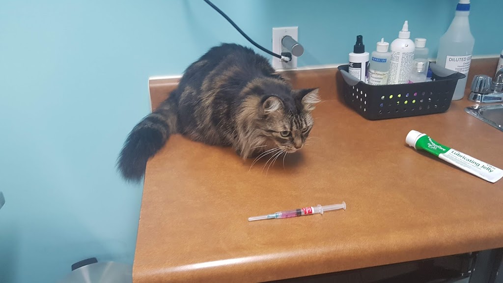East London Animal Hospital | 417 Spruce, London, ON N5W 4P2, Canada | Phone: (519) 453-6030