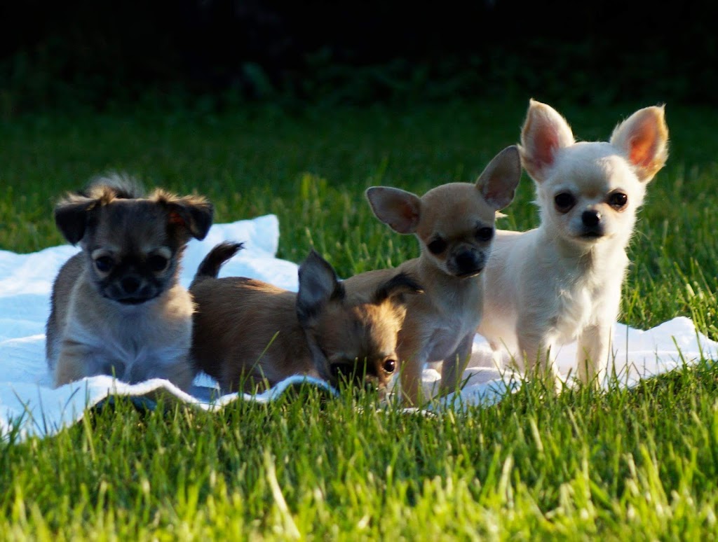 Élevage Linandy Yorkshire Terriers & Chihuahuas | 838 2e Rang, Sainte-Clotilde-de-Châteauguay, QC J0L 1W0, Canada | Phone: (514) 212-8627