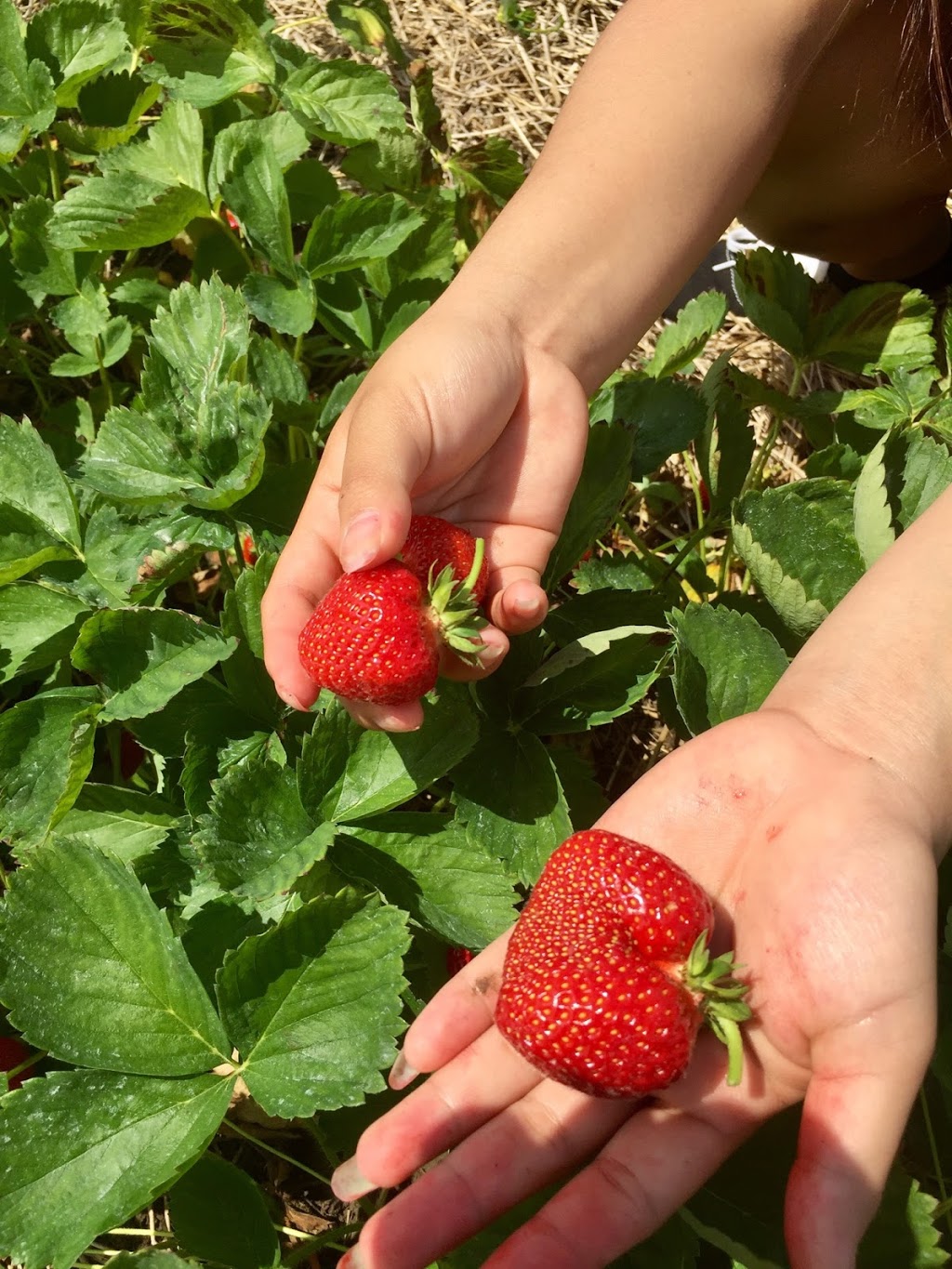 Watson Farms PYO | 2287 Durham Regional Hwy 2, Bowmanville, ON L1C 3K3, Canada | Phone: (905) 623-7252