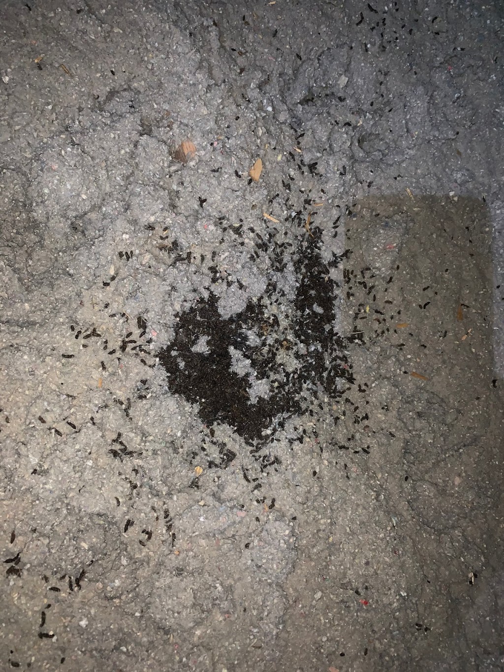 Simcoe Muskoka Wildlife Removal | 67 The Queensway, Barrie, ON L4M 7J3, Canada | Phone: (705) 794-7697