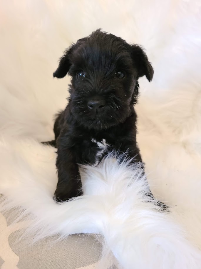 Agape Kennel | 1371 Listowel Rd, Elmira, ON N3B 2Z3, Canada | Phone: (519) 503-5464