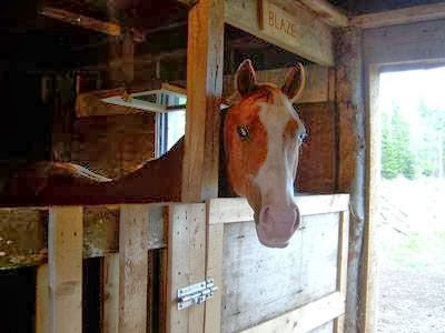 Spirit Reins Ranch | 432 Prospect Rd, Parrsboro, NS B0M 1S0, Canada | Phone: (902) 254-3138