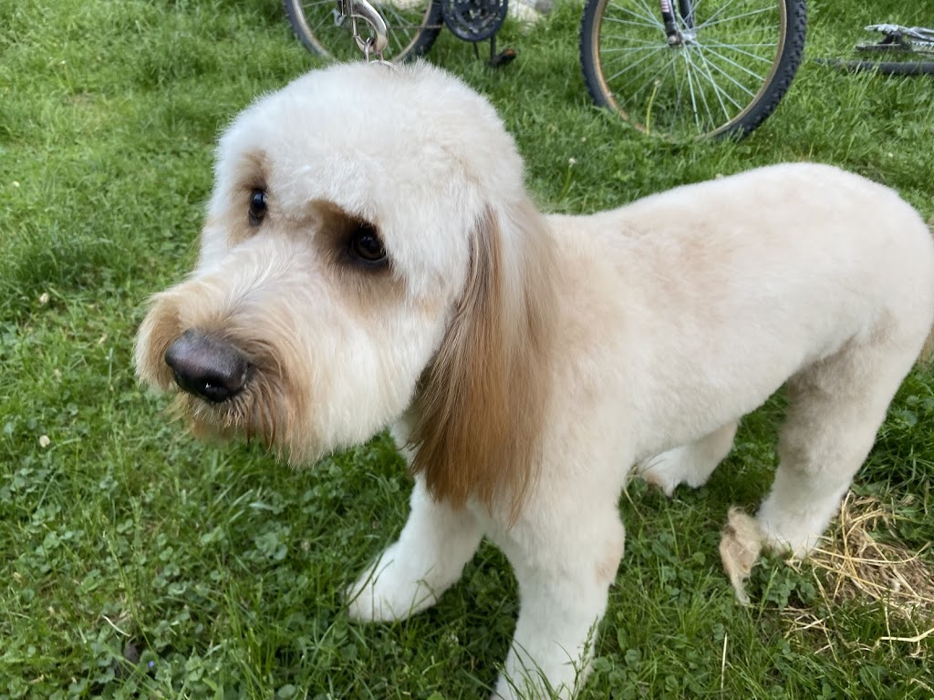 Classy K9s Dog Spaw | 63 Rich Ave, Cambridge, ON N1R 2A4, Canada | Phone: (226) 505-0912