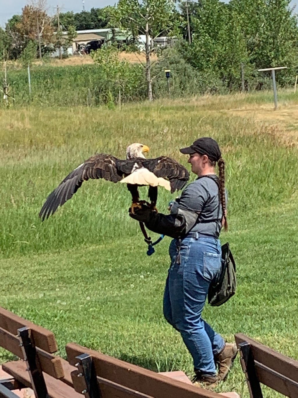 Alberta Birds of Prey Foundation | 2124 16 Ave, Coaldale, AB T1M 1J8, Canada | Phone: (403) 345-4262