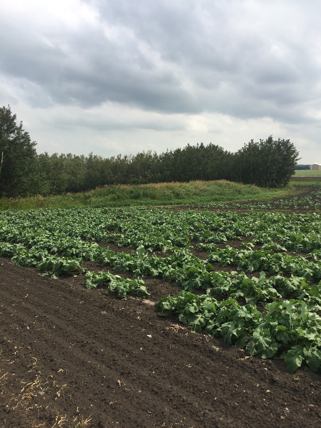 Lunds Organic Farm | 7501 C & E Trail T4G 0G9, Innisfail, AB T4G 0B1, Canada | Phone: (403) 506-1903
