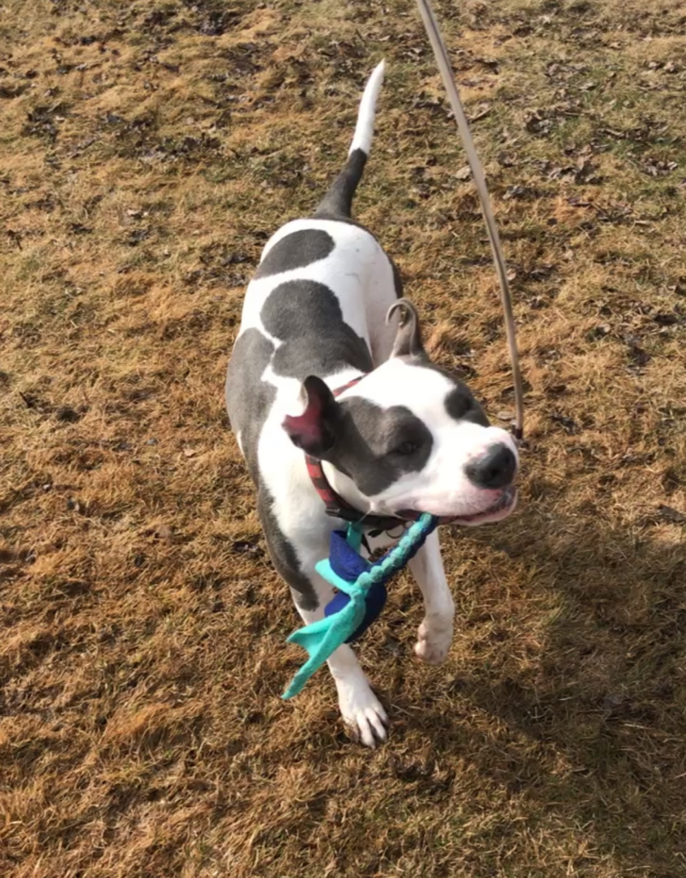 All Around Hound Dog Services | 1063 78 Ave NW, Edmonton, AB T6P 1L8, Canada | Phone: (780) 893-3647